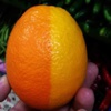 Yarısı limon, yarısı portakal Yarısı limon, yarısı portakal