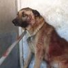Köpeği vuran magandanın pişkinliği 'pes' dedirtti Köpeği vuran magandanın pişkinliği 'pes' dedirtti
