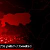 Karadeniz de palamut bereketi