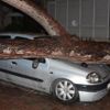 İzmir'de çam ağacı otomobilin üzerine devrildi