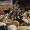 Her sabah 4'te kalkıp bin 300 köpeği besliyor