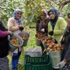 (Özel) Bataklık araziden tonlarca kivi hasadına (Özel) Bataklık araziden tonlarca kivi hasadına