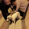 Veterinerin beslediği köpeği tüfekle vurdular Veterinerin beslediği köpeği tüfekle vurdular