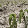 Afyonkarahisar'daki tarım arazileri dondan büyük zarar gördü