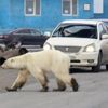 Sibirya'da 40 yıl sonra bir ilk: Aç ve bitkin kutup ayısı şehre indi