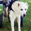 Umut adlı felçli köpeği Sezen Aksu istedi Umut adlı felçli köpeği Sezen Aksu istedi