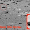 Mars’ta ‘kertenkele bulundu’ iddiası Mars’ta ‘kertenkele bulundu’ iddiası