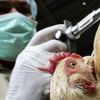 Kanada tavuklarında Ebola korkusu Kanada tavuklarında Ebola korkusu
