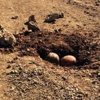 PKK futbol ve voleybol topuna bomba yerleştirdi