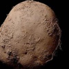 Bu patates 1 milyon dolar!