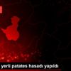 Yozgat ta yerli patates hasadı yapıldı Yozgat ta yerli patates hasadı yapıldı
