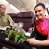 Şanslı koala "Business class" uçtu! Şanslı koala "Business class" uçtu!