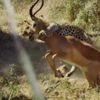 İmpalanın leopara yem olma anı kamerada İmpalanın leopara yem olma anı kamerada