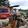 Aç kalan köpekler, yiyeceklere hücum etti Aç kalan köpekler, yiyeceklere hücum etti