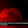Pitbullun saldırdığı minik kız oyuncak köpeğiyle bile ...