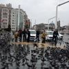 Sokaklarda yalnız kalan hayvanlar unutulmadı Sokaklarda yalnız kalan hayvanlar unutulmadı