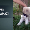 Yavru köpeğin kulaklarını kestiler