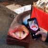 Dev köpek balığı, balıkçıların ağına takıldı