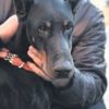 Bobo’dan güzel haber Bobo’dan güzel haber