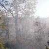 Domaniç'teki orman yangını söndürüldü
