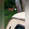 Son dakika haber... Kaplanın balıkları alıp kaçtığı ... Son dakika haber... Kaplanın balıkları alıp kaçtığı ...