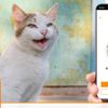 MeowTalk: Kedilerin miyavlamalarını tercüme eden uygulama MeowTalk: Kedilerin miyavlamalarını tercüme eden uygulama
