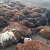 Iğdır’da 150 koyun telef oldu