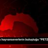 Antalya da hayvanseverlerin buluştuğu "PETZOO" fuarı ... Antalya da hayvanseverlerin buluştuğu "PETZOO" fuarı ...