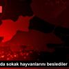 Tekirdağ da sokak hayvanlarını beslediler Tekirdağ da sokak hayvanlarını beslediler