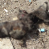 Köpeği, ayaklarını kesip yaktılar Köpeği, ayaklarını kesip yaktılar