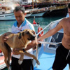 Köpeği acımadan falezlerden attılar Köpeği acımadan falezlerden attılar