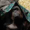 Orangutana insan hakları Orangutana insan hakları