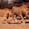 Afrika'nın en ünlü aslanı Cecil'in oğlunu da avcılar öldürdü! Afrika'nın en ünlü aslanı Cecil'in oğlunu da avcılar öldürdü!