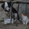 Köpek kediyi emzirip, annelik yapıyor Köpek kediyi emzirip, annelik yapıyor