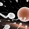 Sperm kalitesini artıran besinler