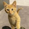 Galatasaray, yavru kedi Simba'yı sahiplendi
