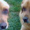 Tokat'ta bir köpek gözleri oyulmuş halde bulundu Tokat'ta bir köpek gözleri oyulmuş halde bulundu