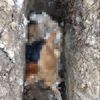 Yalova’da köpeklerin zehirlendiği iddiası hayvanseverleri harekete geçirdi Yalova’da köpeklerin zehirlendiği iddiası hayvanseverleri harekete geçirdi