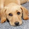 Köpeğiniz yalnız kalırsa... Köpeğiniz yalnız kalırsa...