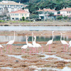 Flamingolar Ayvalık'ı mesken tuttu Flamingolar Ayvalık'ı mesken tuttu