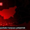 Kulp ta Diyarbakır karpuzu yetiştirildi Kulp ta Diyarbakır karpuzu yetiştirildi
