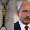 Tırtılın sırtında Kılıçdaroğlu silüeti belirdi