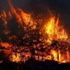 ﻿Samsun'da orman yangını; 7 hektarlık alan zarar gördü