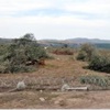 6 bin zeytin ağacı kesildi, Danıştay kararı çıktı 6 bin zeytin ağacı kesildi, Danıştay kararı çıktı