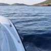 İzmir'de 200 düzensiz göçmen yakalandı İzmir'de 200 düzensiz göçmen yakalandı