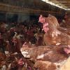 Beyaz et ihracatı kanatlandı Beyaz et ihracatı kanatlandı