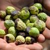 Zeytin sineğinin oluşturduğu kurtçuklar zeytinleri dökülmeye başladı.