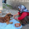 Zavallı köpeği hedef tahtası yapmışlar Zavallı köpeği hedef tahtası yapmışlar