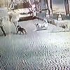 Köpeğin ısırdığı genç korku dolu anları anlattı