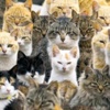 Kedi adası Kedi adası